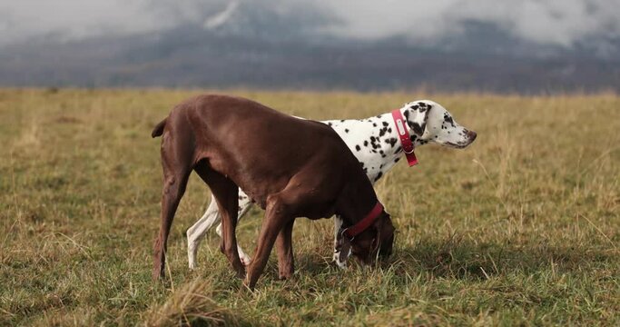 Two dog friends running around being playfull digging holes in ground. Wearing red collar. Cloudy cold winter autumn day. Snowy mountains in back. Healthy happy pure breed dogs. 10 bit 120 fps 4k