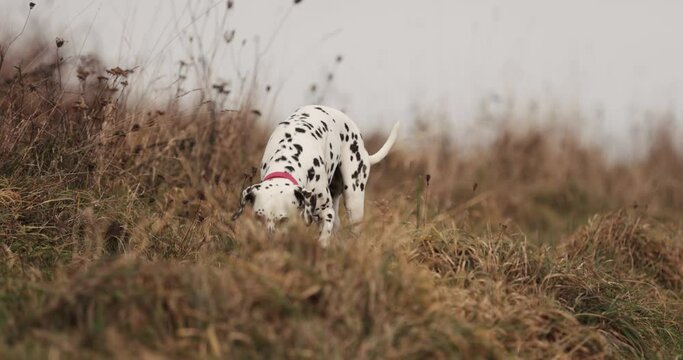 Two dog friends running around being playfull digging holes in ground. Wearing red collar. Cloudy cold winter autumn day. Snowy mountains in back. Healthy happy pure breed dogs. 10 bit 120 fps 4k