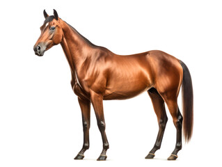 Obraz premium powerful fit slender racehorse beautiful clean well groom isolated on white