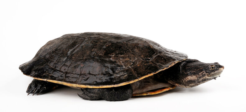 Geoffroy's side-necked turtle // Dunkle Kr&ouml;tenkopfschildkr&ouml;te (Phrynops geoffroanus)