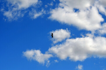 blue sky with clouds and a flying bird