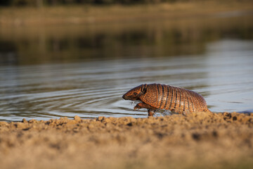 yellow armadillo in tropical Pantanal