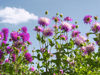 Purple flowers. Purple dahlias. Autumn landscape. Beautiful purple daisy flower on blue sky background. Bouquet of pink dahlia. Chrysanthemum on the meadow. Field of autumn dahlia. Garden background. 