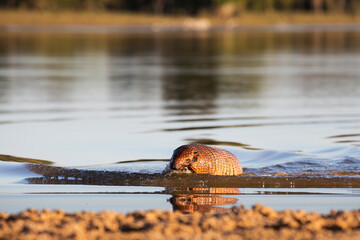 yellow armadillo in tropical Pantanal