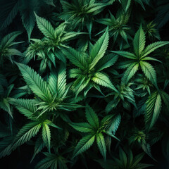 Green cannabis leaves on dark background. Medical marijuana bush - obrazy, fototapety, plakaty