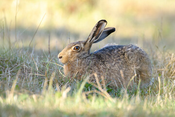 Feldhase Lepus europaeus
