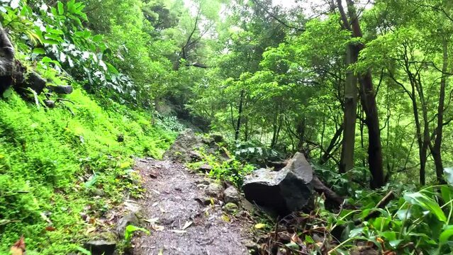 Hiking in the middle of a thick forest, in the path to arrive to the 'Cascata do Salto do Prego' in Azores, Portugal
