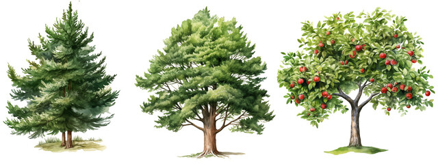 Watercolor Green Tree Trio on Transparent Background
