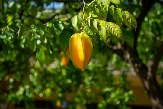 The fruit of star fruit is a fusiform fruit. When cut horizontally it becomes a five-pointed star.