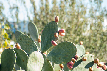 Palera cactus with ripe prickly pears