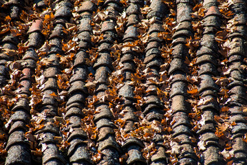 Autumn leaves, autumn colors, leaves falling in winter