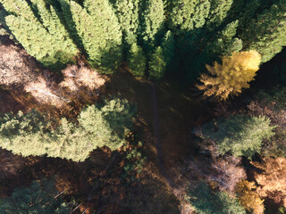 Aerial view of Old Sequoia forest, Bulgaria