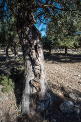 Fototapeta na wymiar large juniper sessile trees in the Sierra de Moratalla, Spain