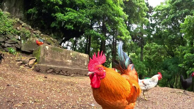 Lots of hens, chickens and roosters in the middle of a green forest in the island of Sao Miguel in Azores, Portugal, in the path to arrive to the 'Cascata do Salto do Prego'