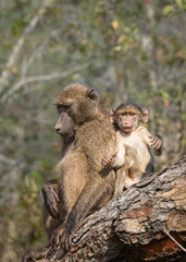 A Chacma Baboon female sitting on a branch of a tree with her baby in a game reserve in South Africa.