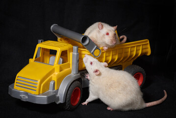 two beige brown rats are playing with a yellow toy truck