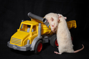 two beige brown rats are playing with a yellow toy truck