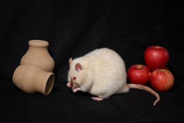 beige brown rat is washed on black background with apples 