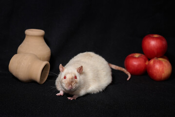 beige brown rat and apples on black background