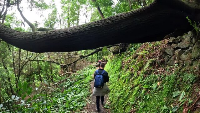 A man hiking crossing under a tree in the middle of a green forest close to a river in the island of Sao Miguel in Azores, Portugal, in the path to arrive to the 'Cascata do Salto do Prego'