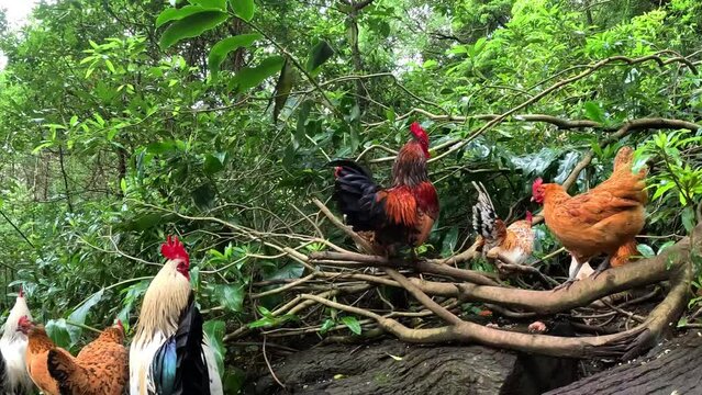 Lots of hens, chickens and roosters in the middle of a green forest in the island of Sao Miguel in Azores, Portugal, in the path to arrive to the 'Cascata do Salto do Prego'