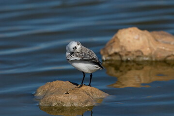 Sanderling putzt sich (Kopfreiben)