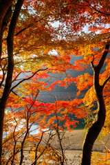 六甲山の登山道、神戸布引の貯水池の周りの木々が赤く色づく見事な紅葉。
