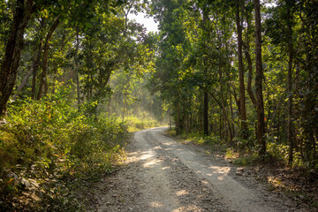 A winding gravel path takes a journey through a dense forest, highlighted by the soft rays of sunlight piercing through the tree canopy, creating a serene and inviting atmosphere.