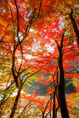 六甲山の登山道、神戸布引の貯水池の周りの木々が赤く色づく見事な紅葉。