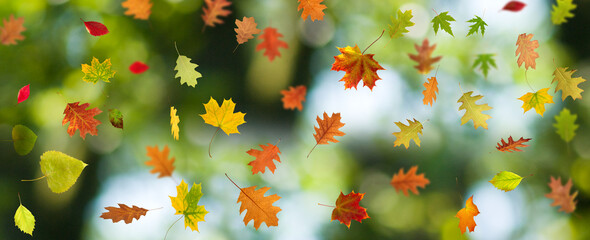Image of beautiful autumn leaves on a blurred green natural background