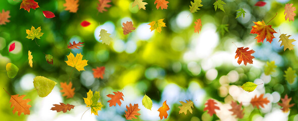 Image of beautiful autumn leaves on a blurred green natural background