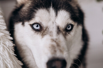 Purebred black and white siberian husky lying on the ground close up eyes looking at the camera
