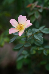 一重咲きのイングリッシュローズの花。淡いピンク色の花色。