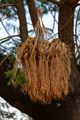 bird nest on a tree