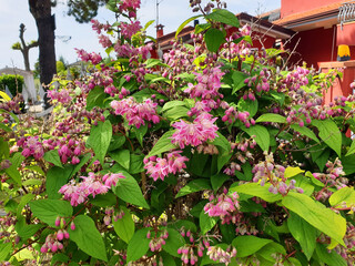 A deutzia bush with pink flowers blooms in a flowerbed near the house.