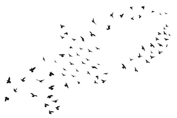 Silhouette sketch of a flock of flying forward birds. Takeoff, flying, flight, flutter, hover, soaring, landing