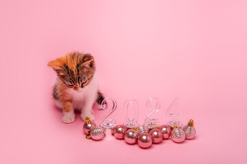 Small tricolor kitten on pink background sits next to transparent numbers 2024 New Year. Isolated...