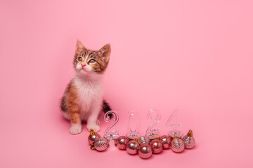 Small tricolor kitten on pink background looks at transparent numbers of 2024 New Year. Isolated...