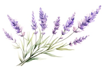 Naklejka premium Watercolor Lavender Flowers Isolated on White Background
