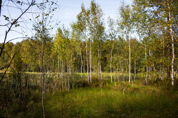 Young birch trees growing near a forest pond