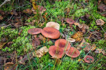 Lactarius rufus mushrooms growing among green moss in a marshy area