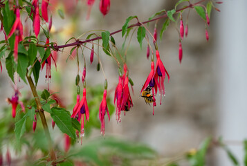 close up of a Western or European honey bee (Apis mellifera) feeding on Hybrid fuchsia plan flowers...