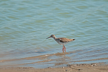 Common Redshank (Tringa totanus) feeding in the lake.