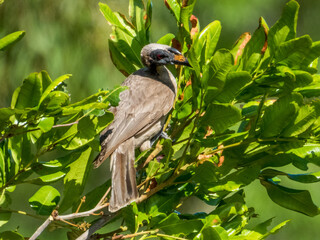 Helmeted Friarbird in Queensland Australia