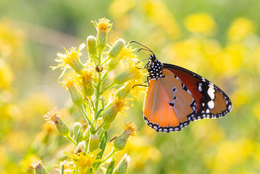 Sultan butterfly on plant ; Danaus chrysippus butterfly