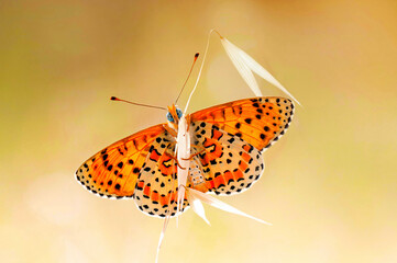 Butterfly on the colorful flower in nature. Scientific name; Melitaea cinxia