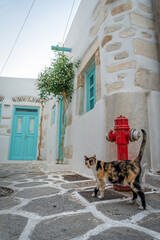 Cat posing in the streets of Parikia, Paros