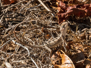 Jackie Dragon in Queensland Australia