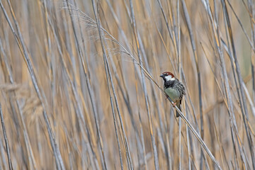 Spanish Sparrow (Passer hispaniolensis) perched on a branch in reeds.