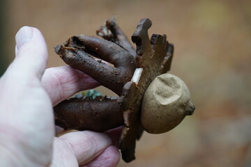 Geastrum triplex, also known as Geastrum michelianum, commonly known as collared earth star, wild...
